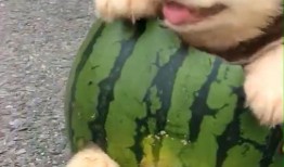 吃瓜娱乐狗