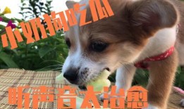 吃瓜娱乐狗